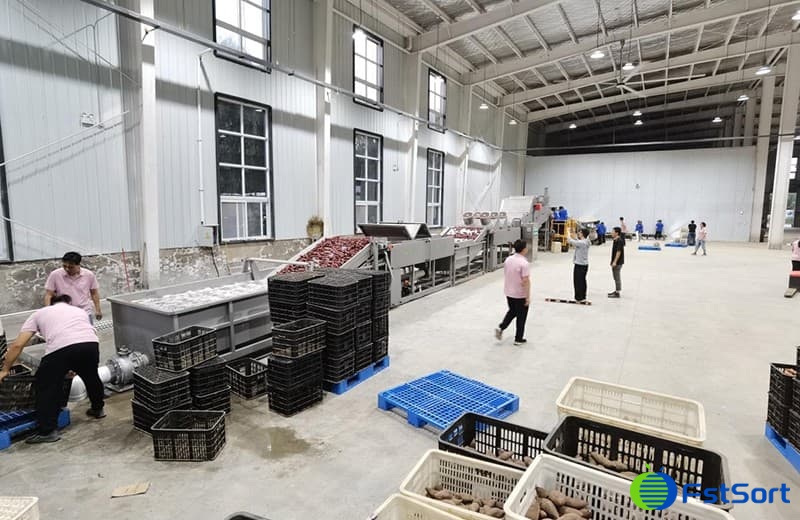 images/1700810924680sweet potato sorting grading line.jpg